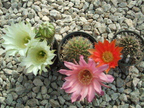 mayo 2009 003.jpg