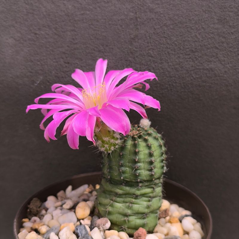 Echinocereus pulchellus