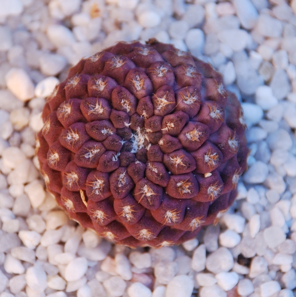 Eriosyce napina ssp. glabrescens