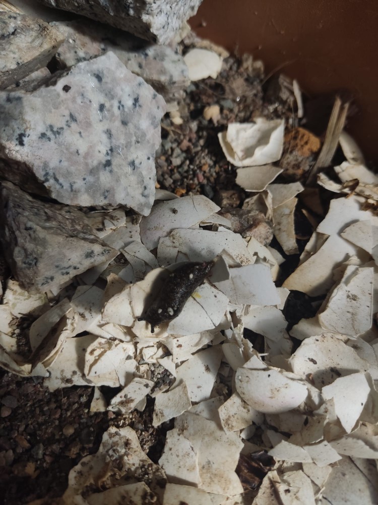 WhatsApp Image 2026-03-13 at 19.11.41 (1).jpeg