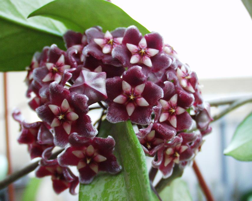 Hoya%20pubicalyx%20Pink%20Silver-06-05-16-3.jpg