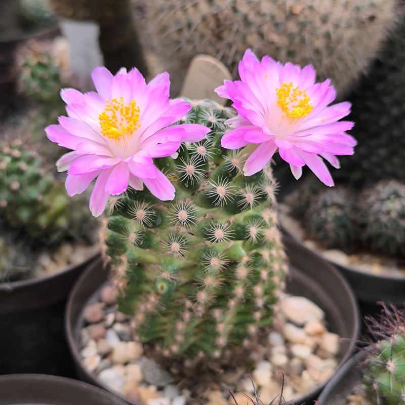 Mammillaria saboae ssp. haudeana