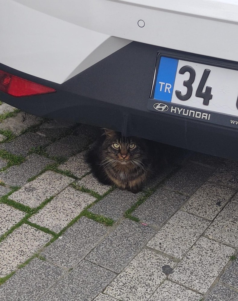 WhatsApp Image 2026-03-14 at 16.40.23 (1).jpeg