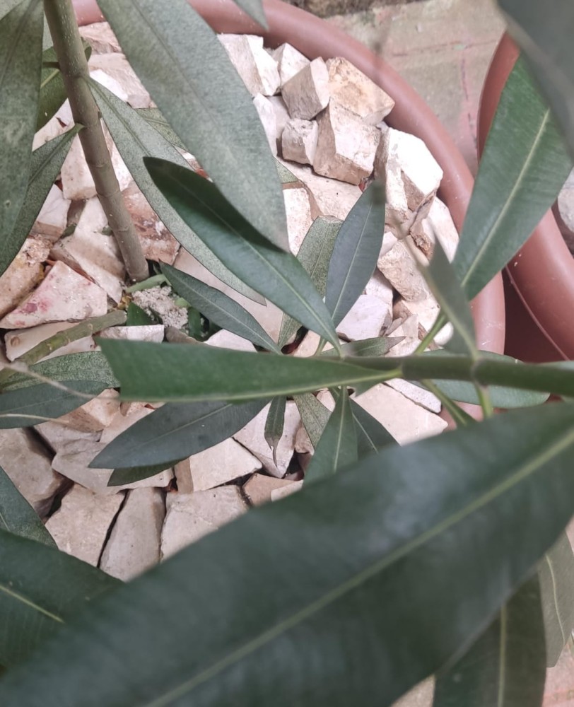 WhatsApp Image 2026-03-14 at 16.40.22 (1).jpeg