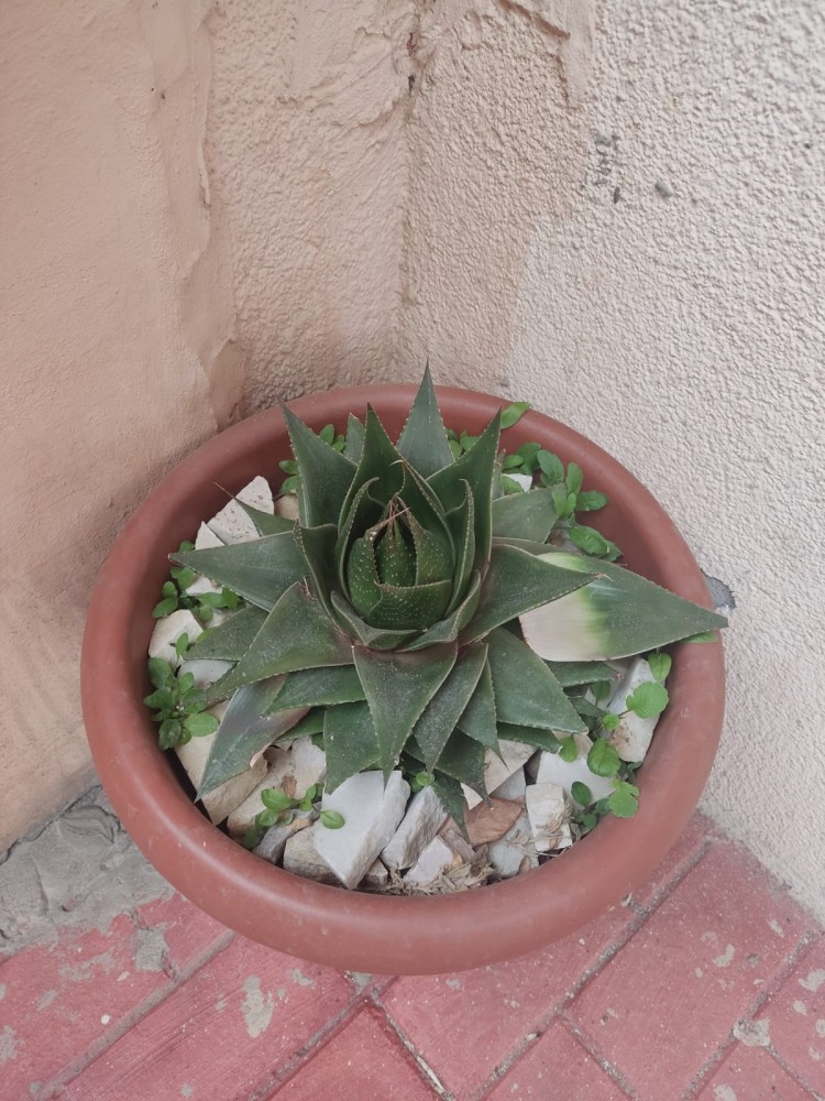 WhatsApp Image 2026-03-15 at 14.09.18.jpeg