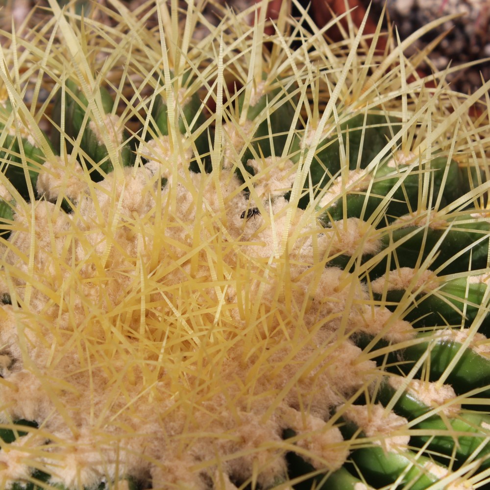 arana.jpg (719.09 KiB) Visto 1640 veces Araña entre las espinas de un Echinocactus grusonii.