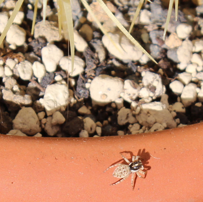 Araña rondando un Echinocactus grusonii.