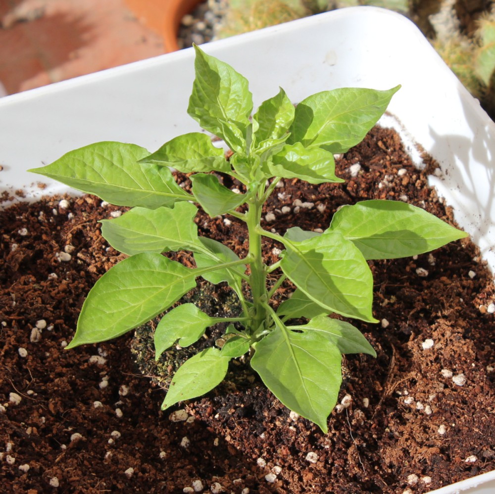 Planta de pimiento Naga Jolokia.
