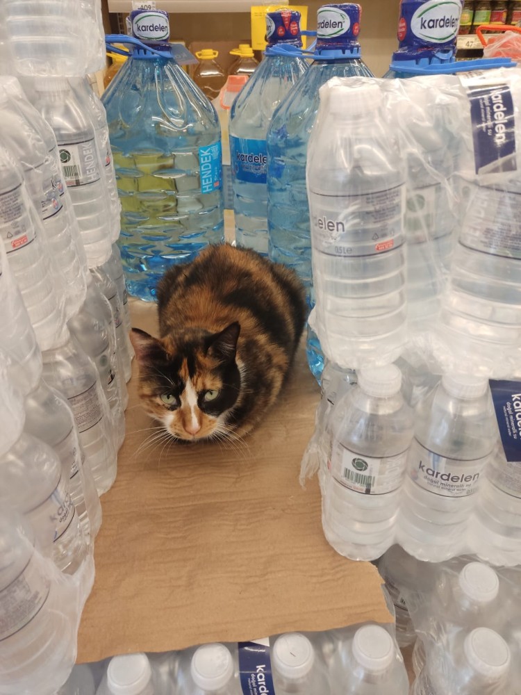 WhatsApp Image 2026-03-20 at 19.36.19.jpeg