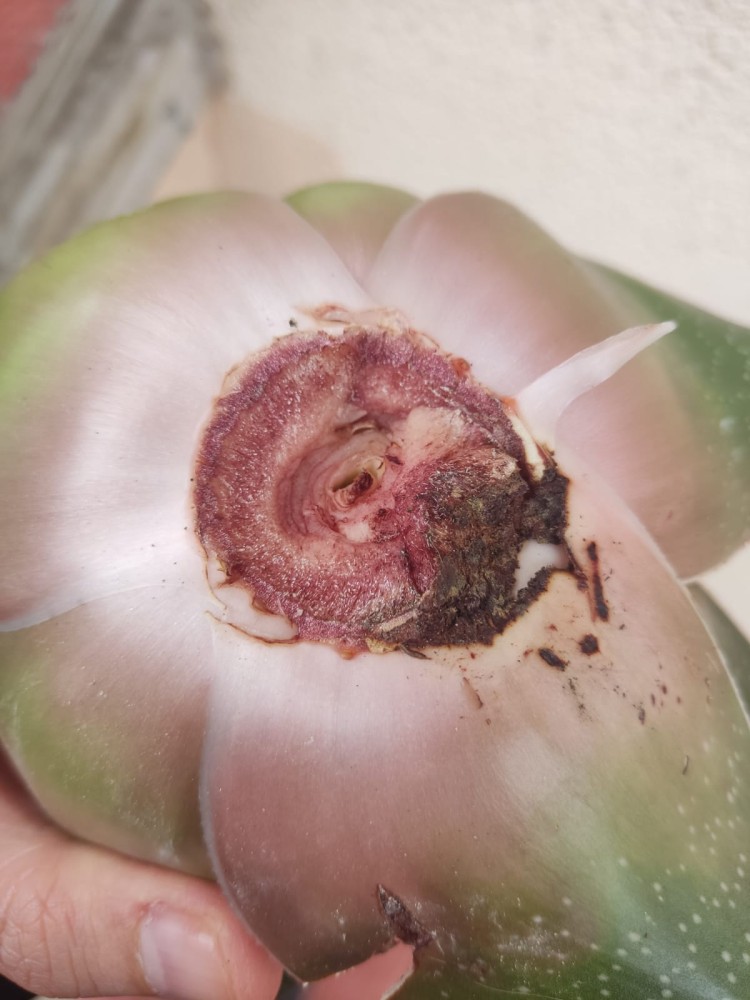 WhatsApp Image 2026-03-20 at 19.36.18 (2).jpeg