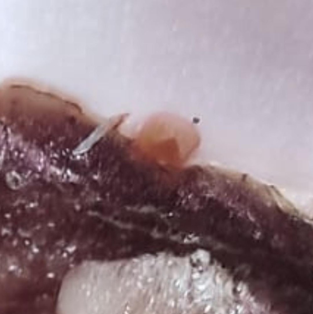 WhatsApp Image 2026-03-23 at 03.17.48.jpeg