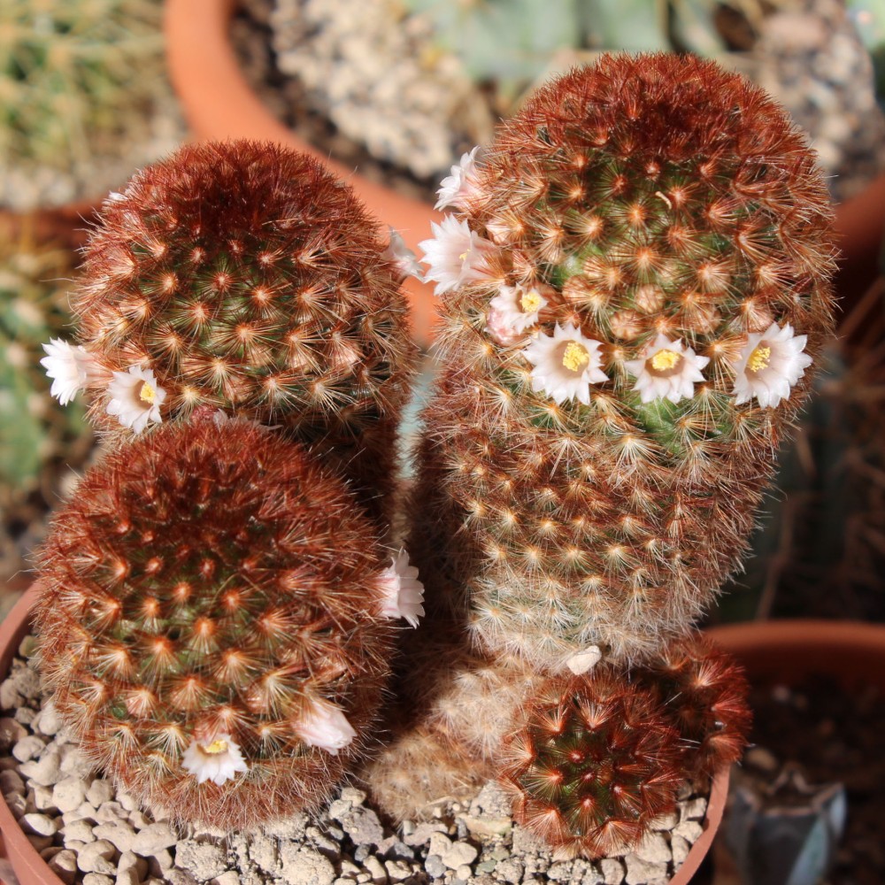 Mammillaria de espinas rojas.