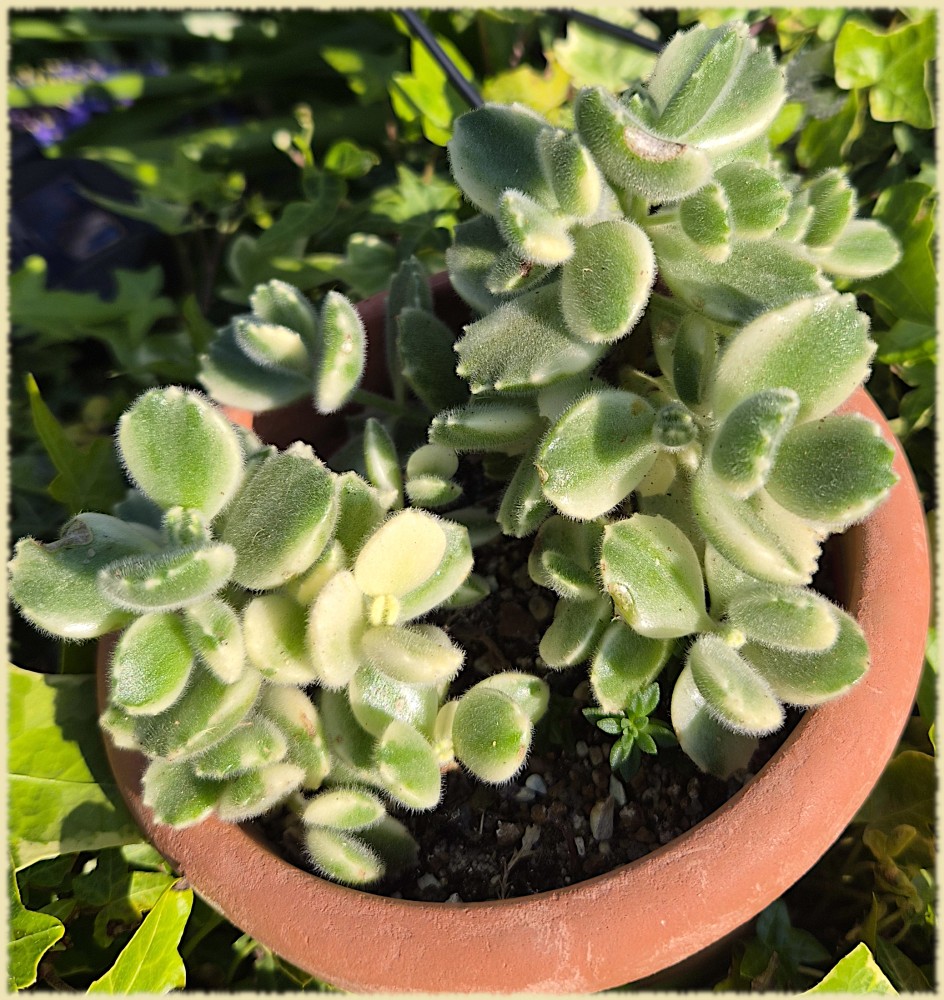 Kalanchoe tomentosa