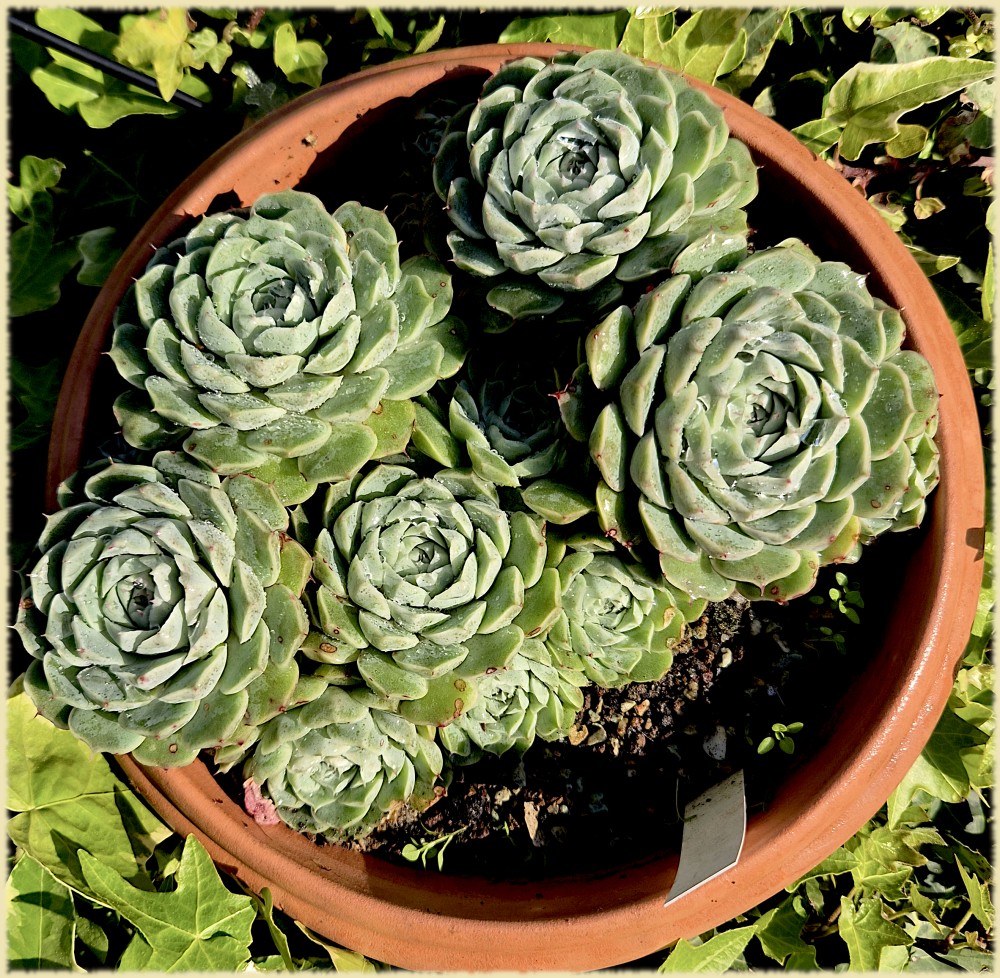 Echeveria halbingeri