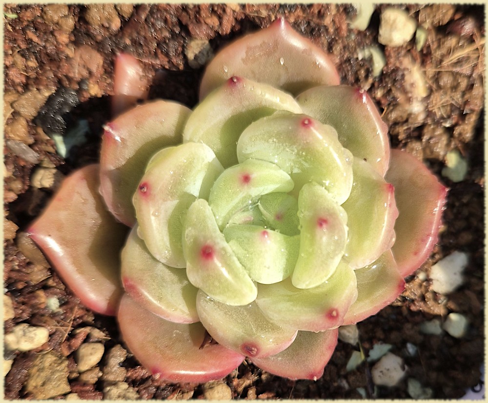 Echeveria Red Champagne
