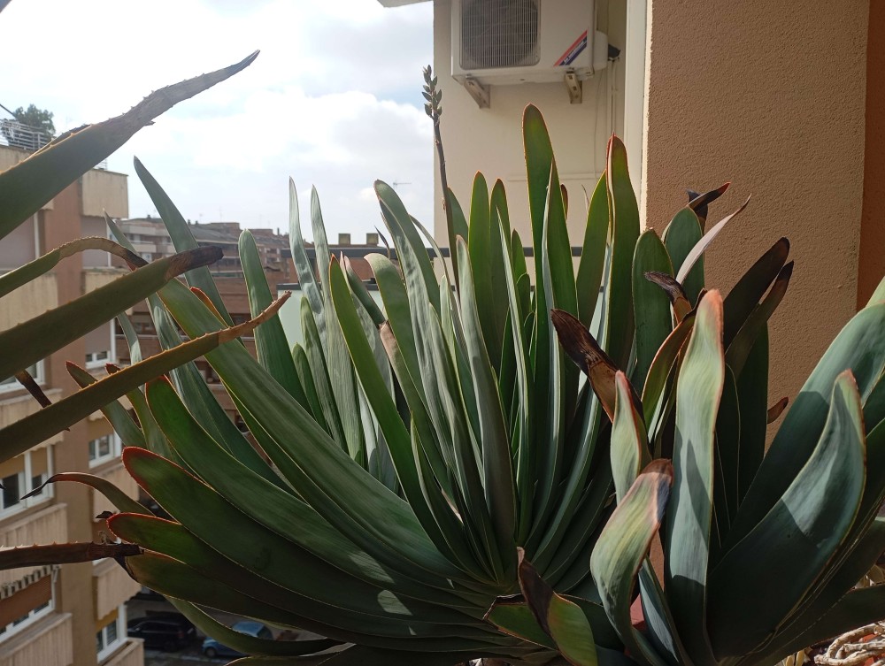 kumara 3 floracion.jpg