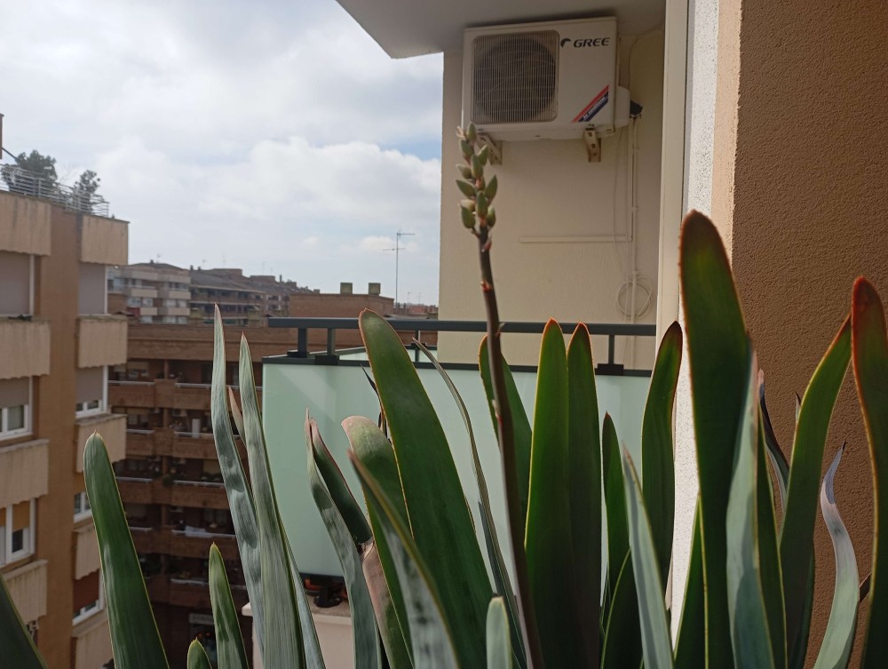 kumara 2 floracion.jpg