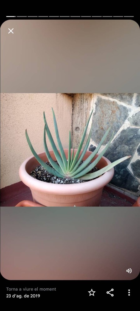 kumara 4 antigua.jpg