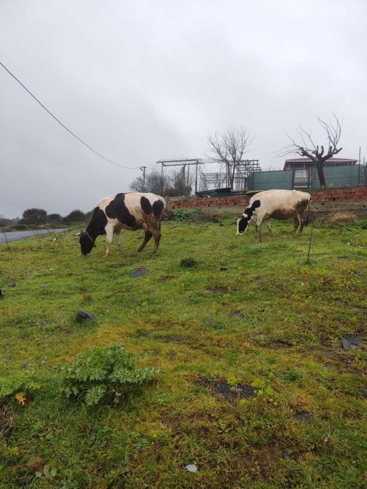 WhatsApp Image 2026-03-29 at 22.27.06 (1).jpeg