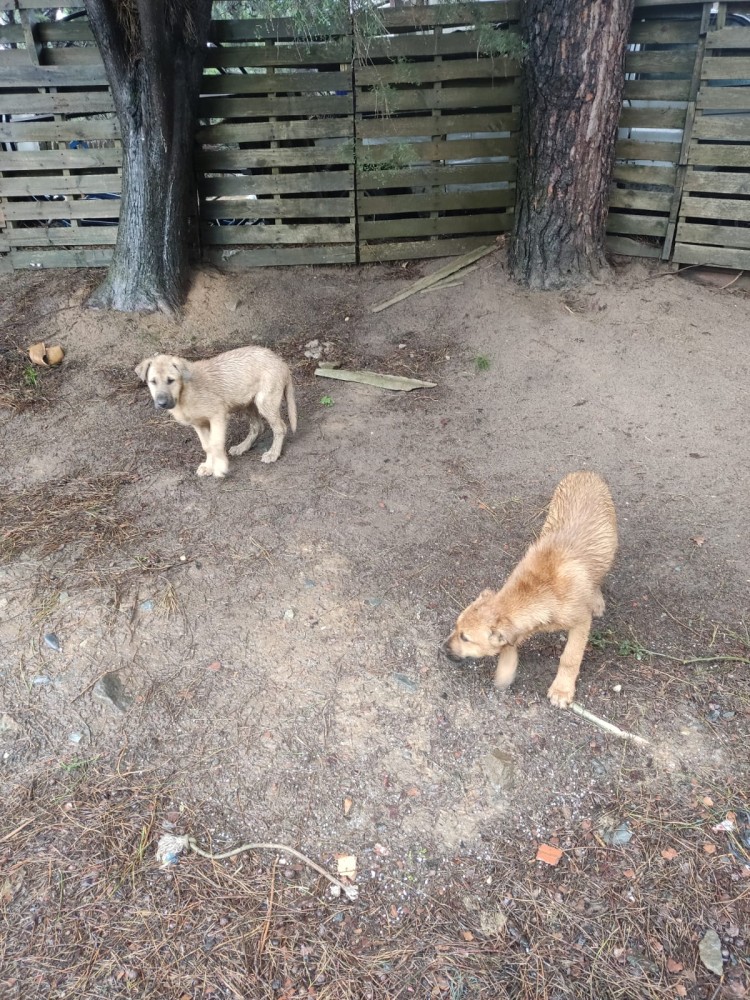 WhatsApp Image 2026-03-29 at 22.27.06 (2).jpeg