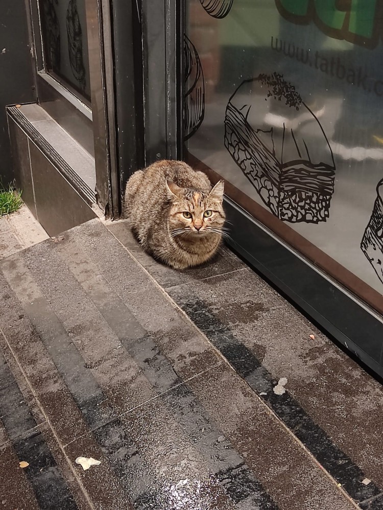 WhatsApp Image 2026-03-29 at 22.27.06.jpeg