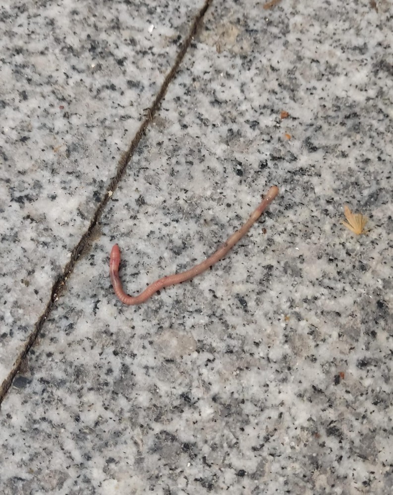 WhatsApp Image 2026-03-29 at 22.27.11 (2).jpeg