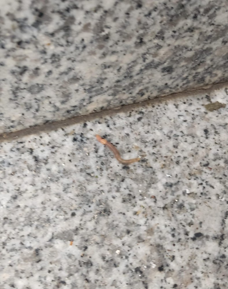 WhatsApp Image 2026-03-29 at 22.27.11.jpeg