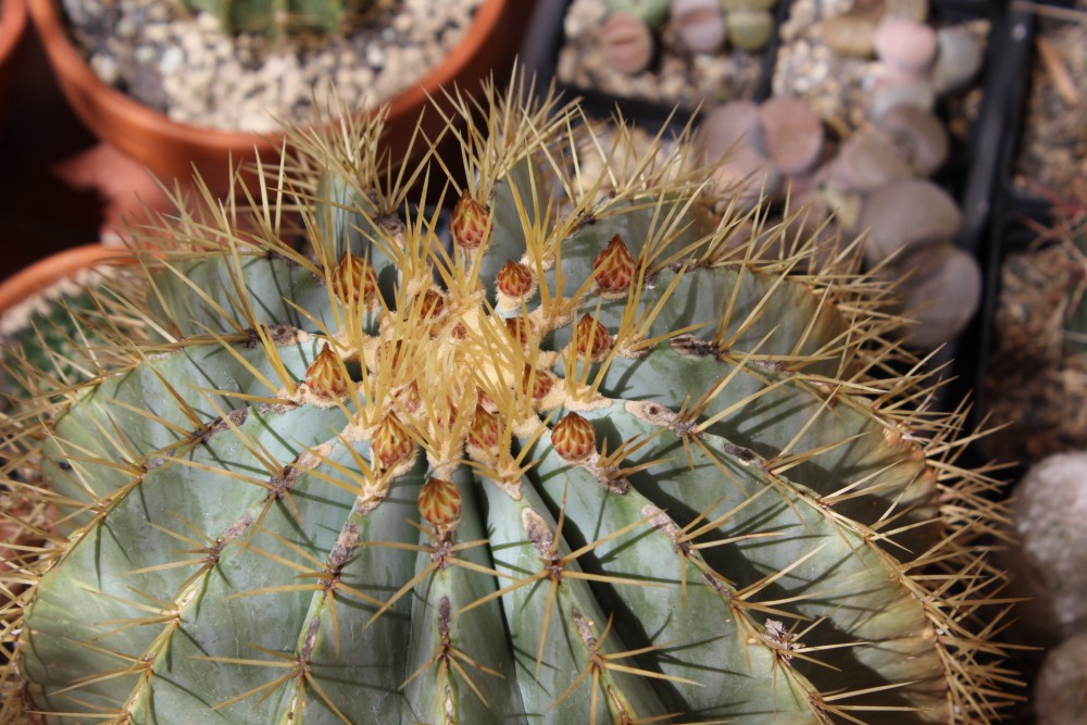 Ferocactus glaucescens floreciendo.
