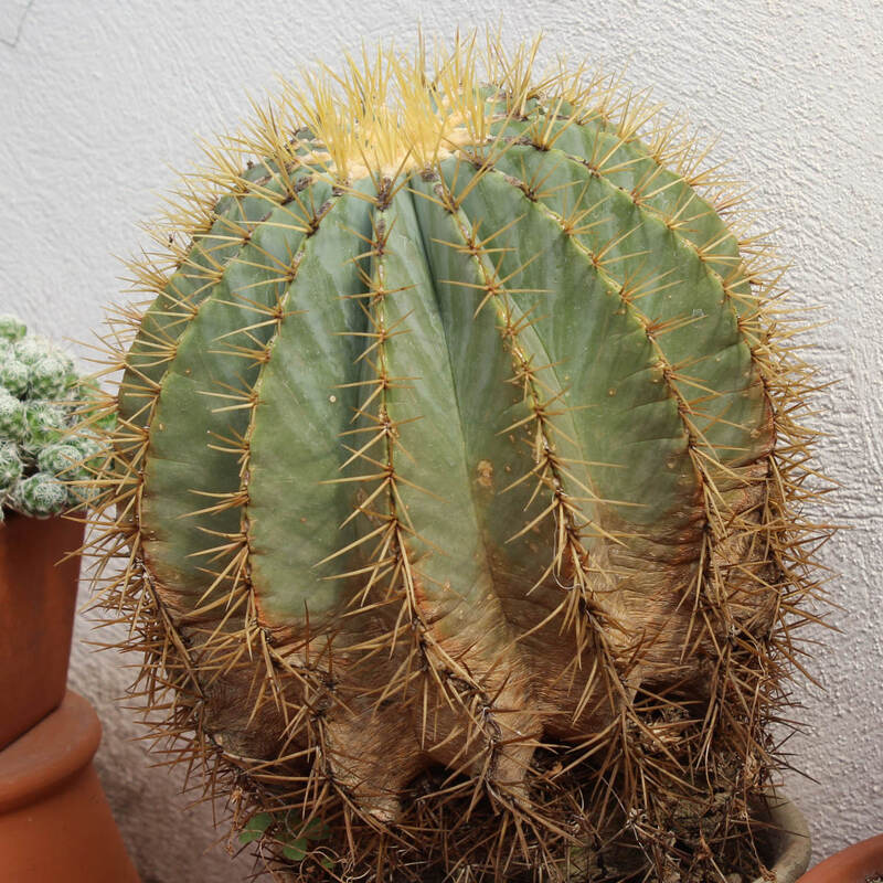Ferocactus glaucescens verano 2025.