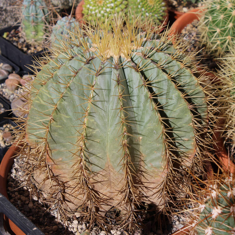 Ferocactus glaucescens abril 2026.