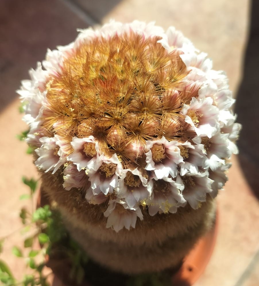 WhatsApp Image 2026-04-04 at 17.39.54 (1).jpeg