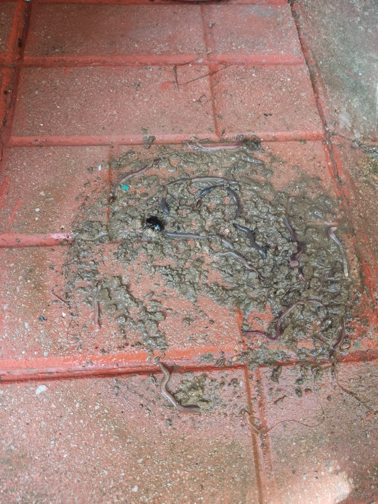 WhatsApp Image 2026-04-03 at 16.07.15.jpeg