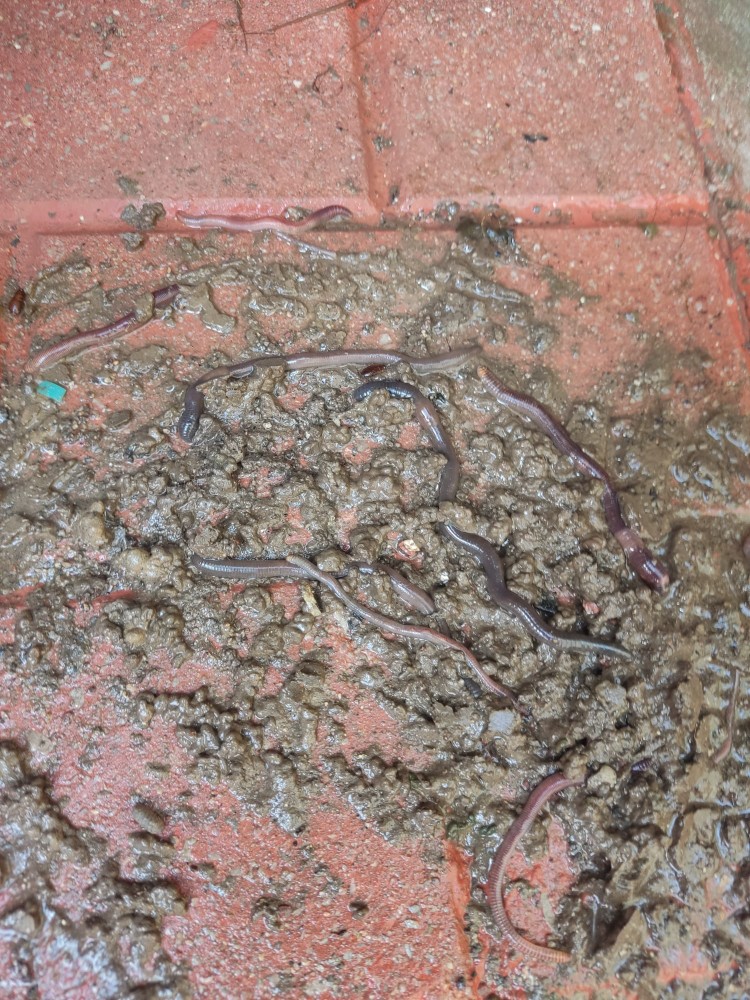 WhatsApp Image 2026-04-03 at 16.07.13 (2).jpeg