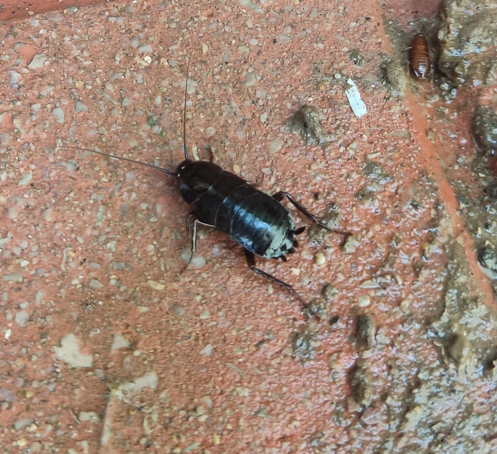 WhatsApp Image 2026-04-03 at 16.44.37.jpeg