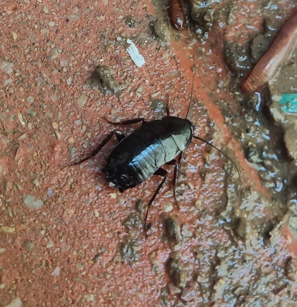 WhatsApp Image 2026-04-03 at 16.44.38.jpeg