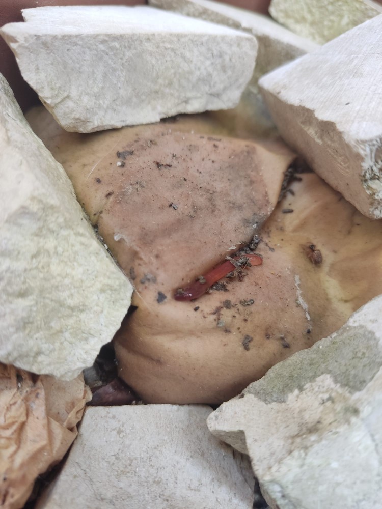 WhatsApp Image 2026-04-03 at 16.07.11 (2).jpeg