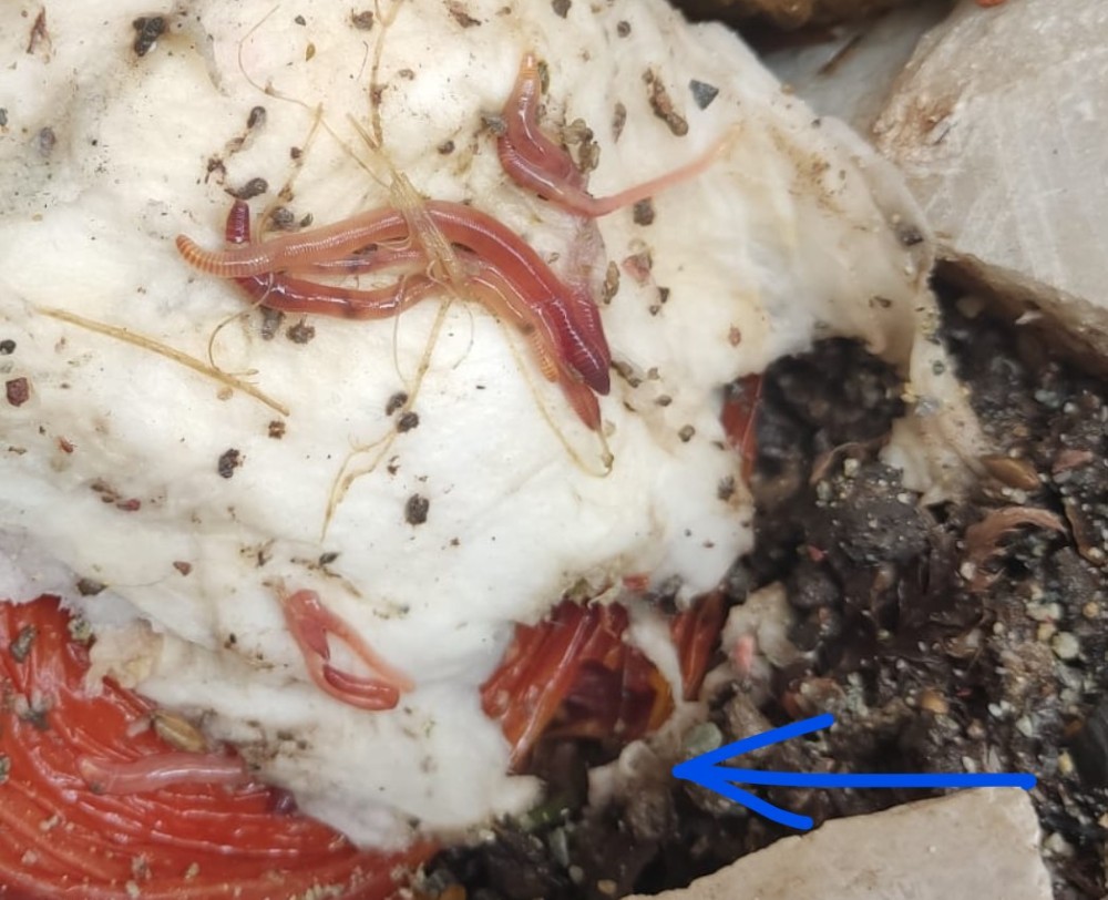 Captura de pantalla 2026-04-03 170631.jpg