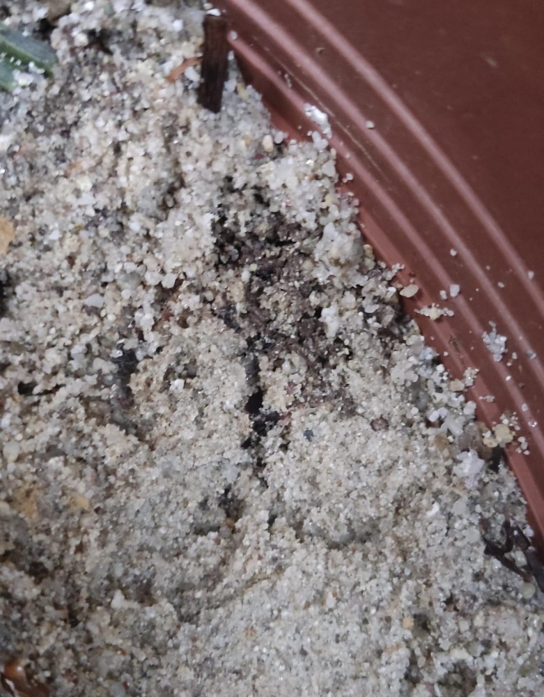 WhatsApp Image 2026-04-04 at 19.49.55.jpeg