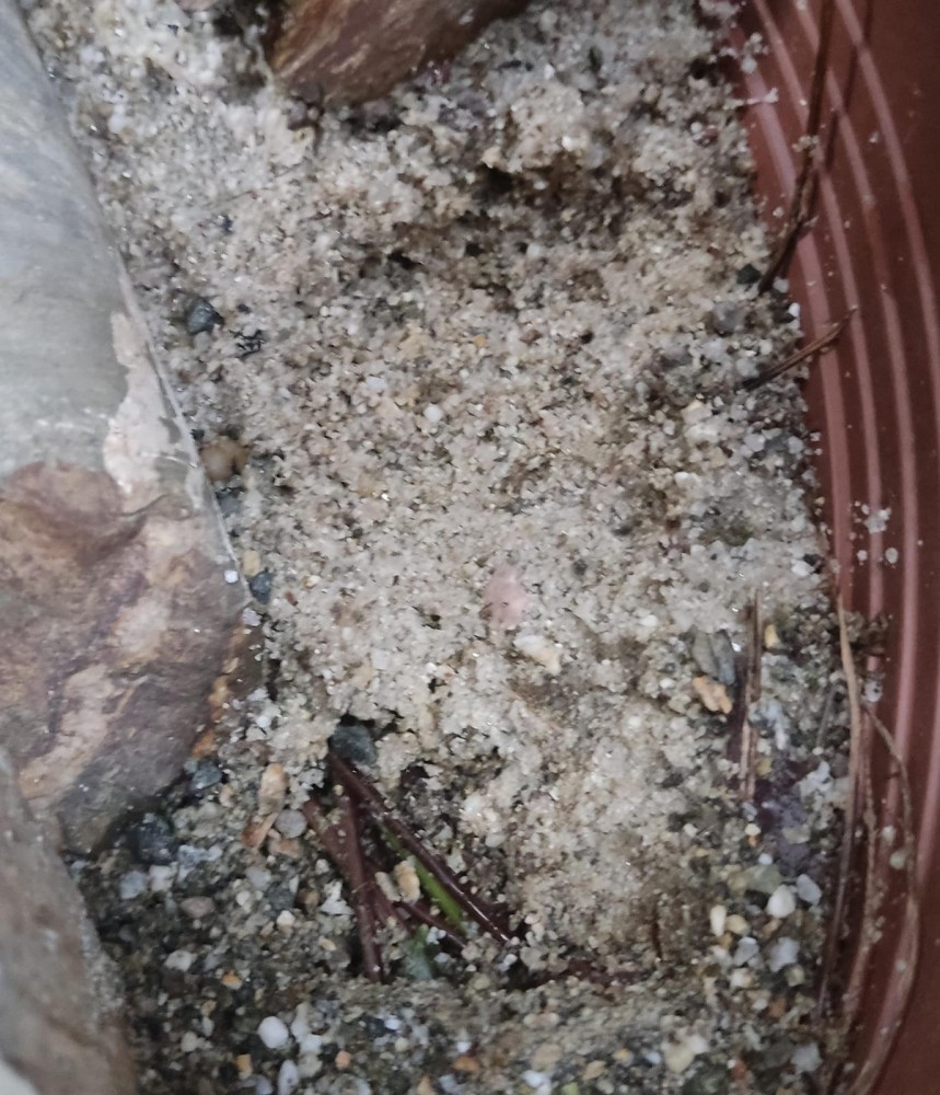 WhatsApp Image 2026-04-04 at 19.49.56.jpeg