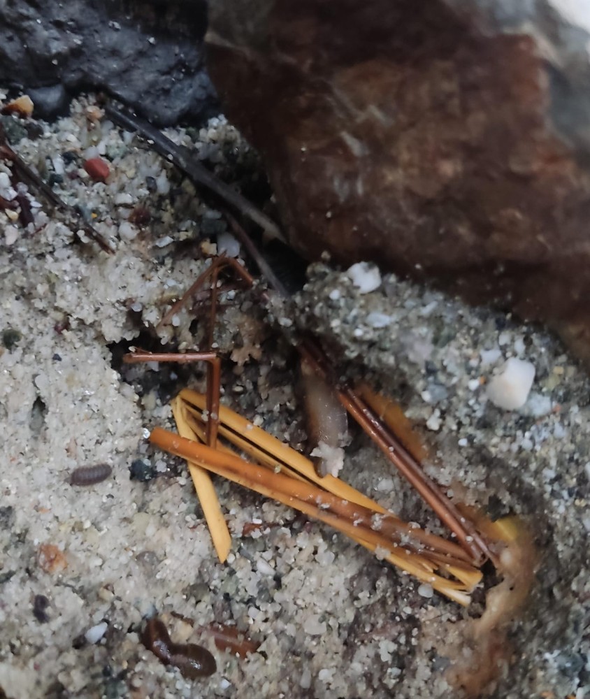 WhatsApp Image 2026-04-04 at 19.49.56 (1).jpeg