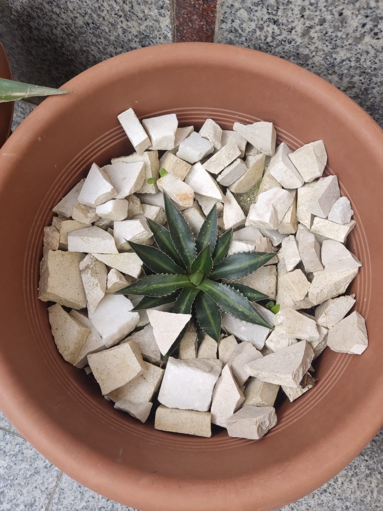 WhatsApp Image 2026-04-03 at 16.07.16.jpeg