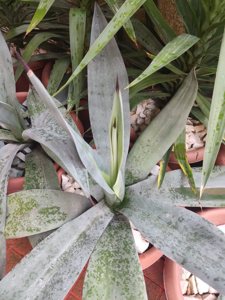 WhatsApp Image 2026-04-03 at 16.07.19.jpeg