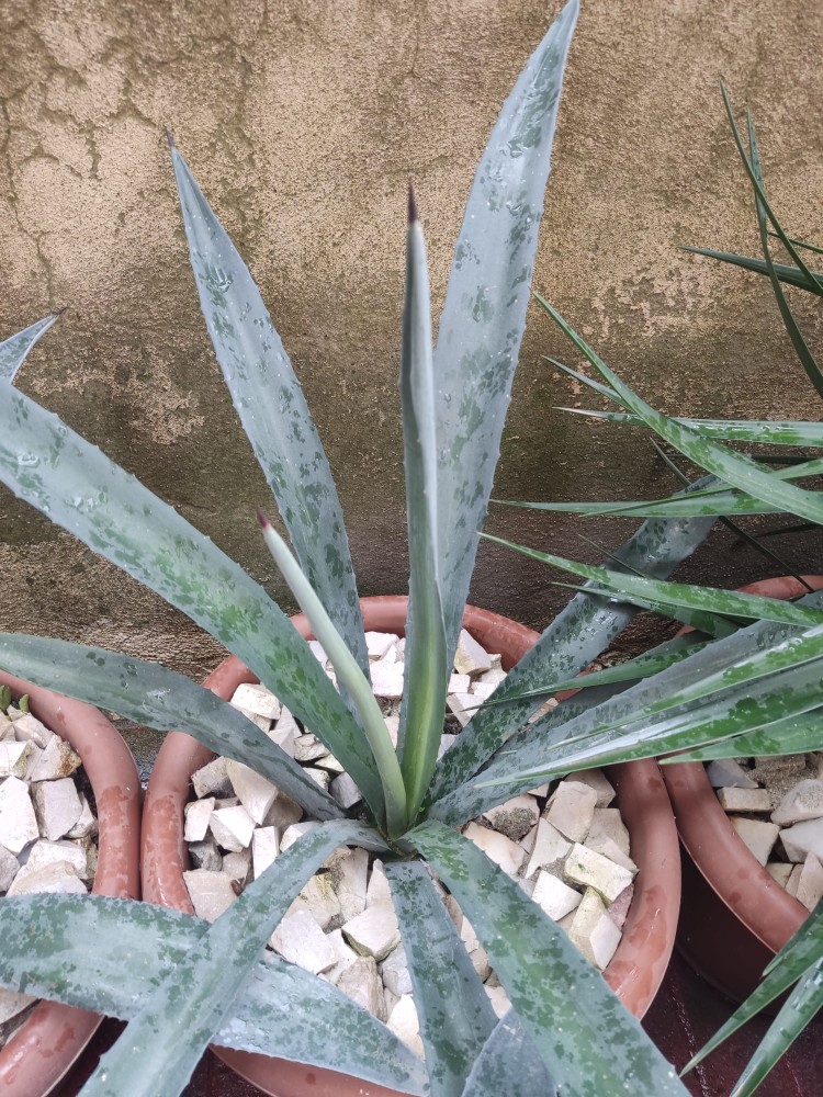 WhatsApp Image 2026-04-03 at 16.07.20.jpeg