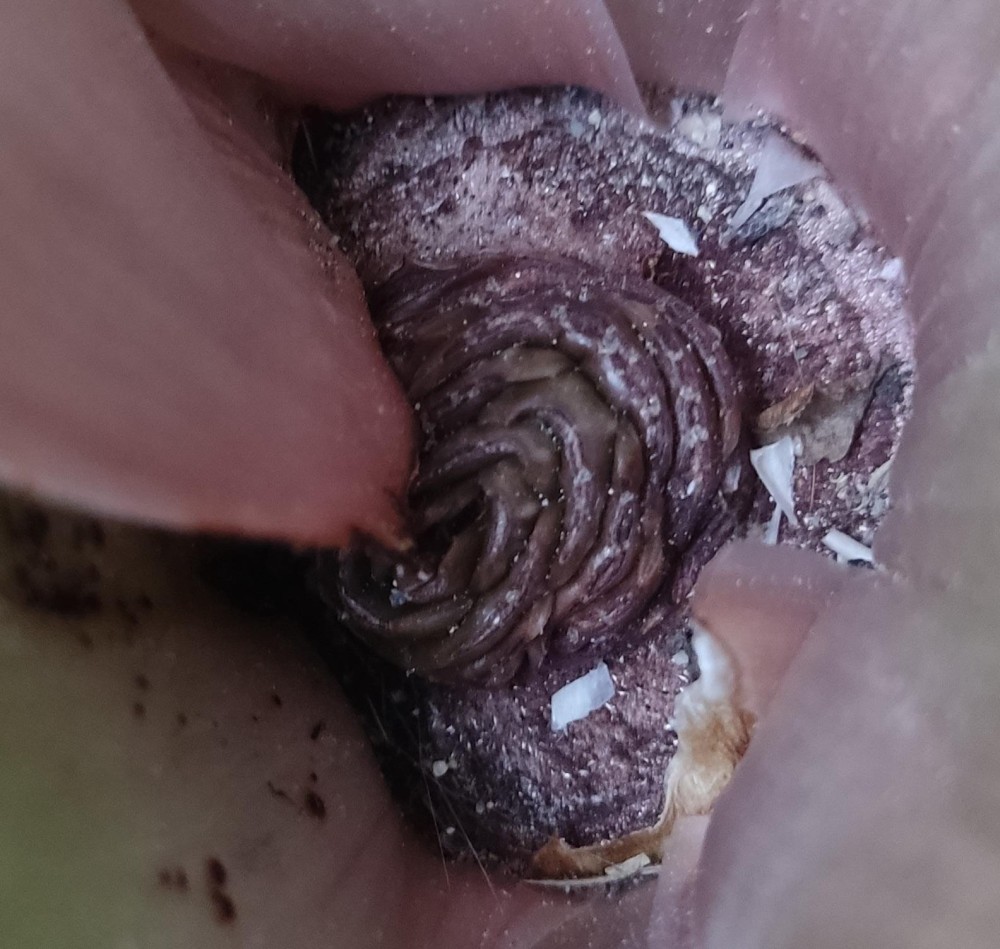 WhatsApp Image 2026-04-05 at 20.11.13.jpeg