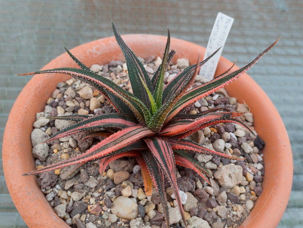 IMG_20260328_193057530 copia.jpg