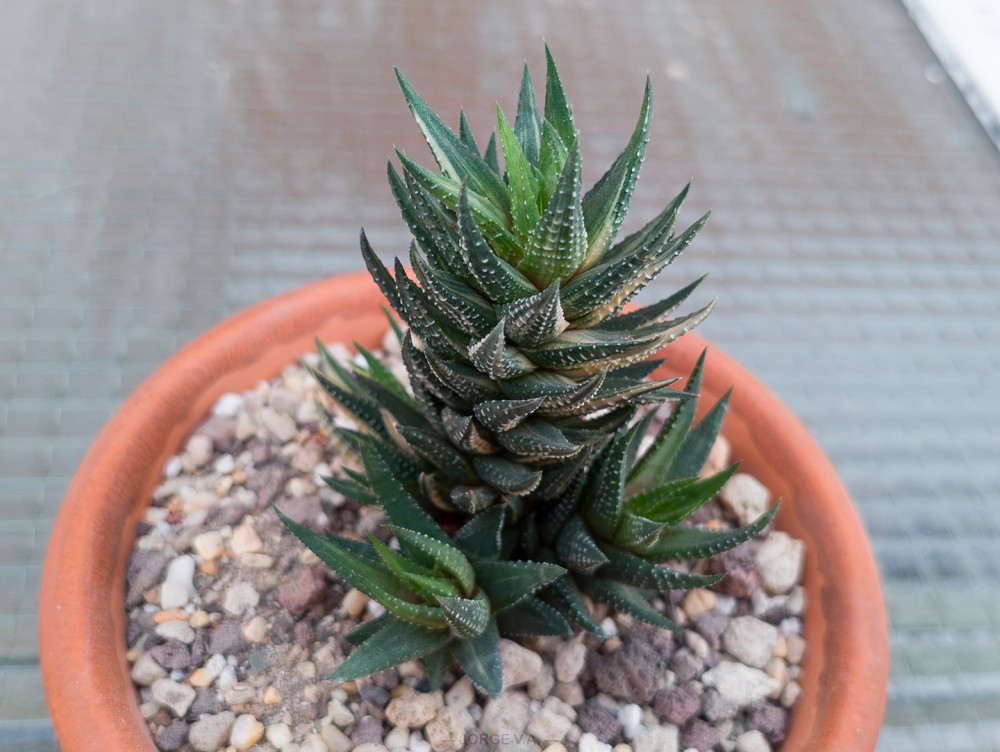 IMG_20260328_193604457 copia.jpg