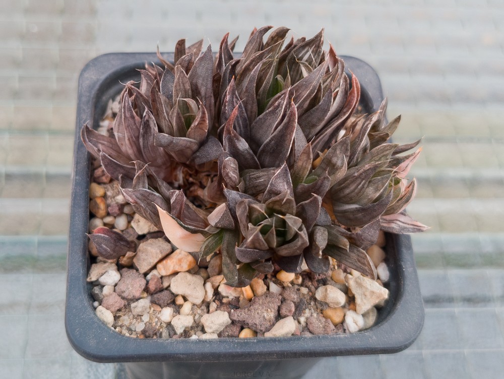 IMG_20260328_194046181 copia.jpg