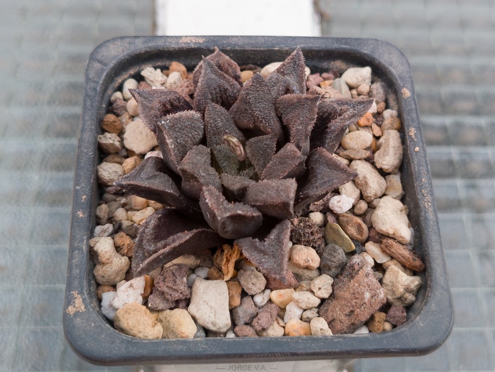 IMG_20260328_194345799 copia.jpg