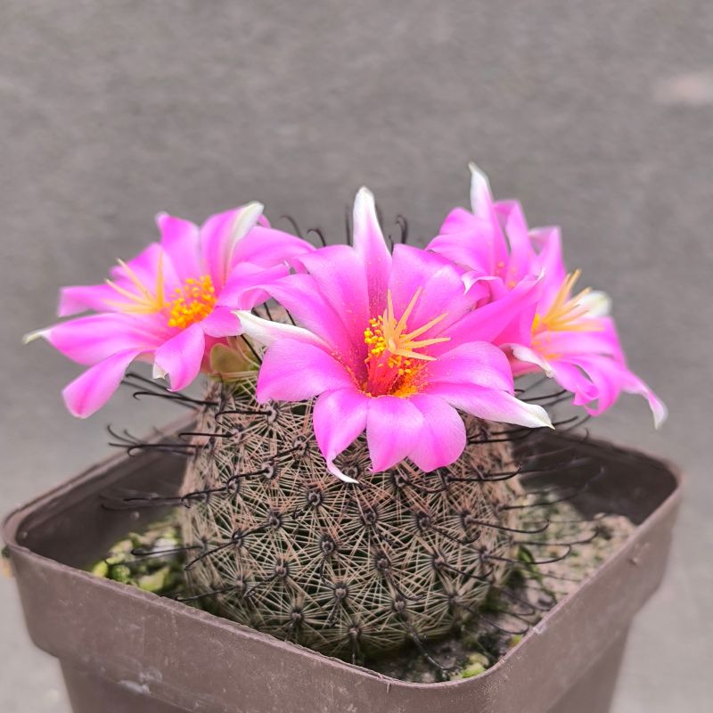 Mammillaria grahamii
