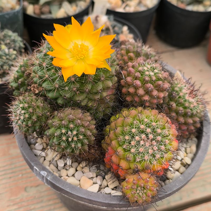Mammillaria melaleuca